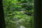View through foliage overlooking a bench and a pond