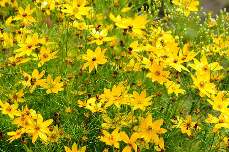 Coreopsis verticillata (Tickseed)