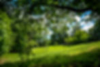 Beautiful Hill Meadow