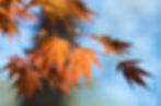 Orange leaves