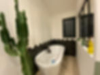 Le cactus géant joue la star !