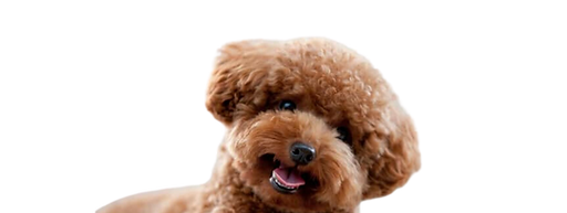 Untitled design (17).png