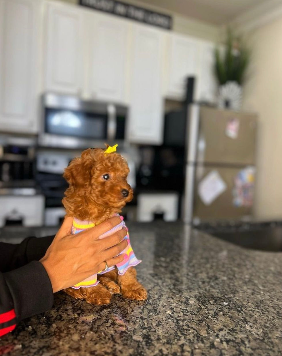 All Products Supreme Pups