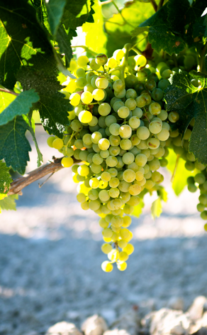 Sauvignon Blanc Grapes