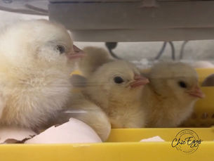 Baby Chicks in the Brooder