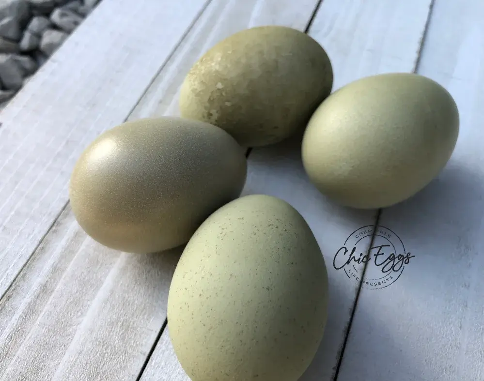 Olive Egger F1 Hatching Eggs