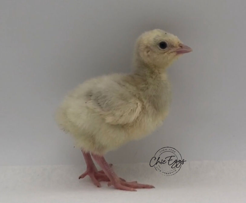 Thumbnail: Blue/Splash Slate Turkey Hatching Eggs