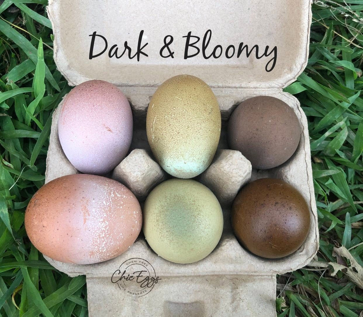 Dark & Bloomy 6 Pack of Day Old Chicks