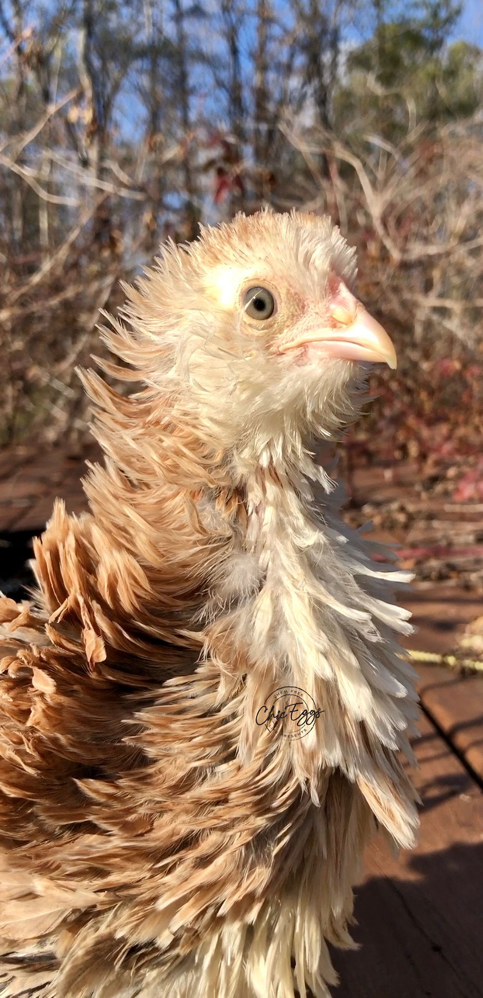 Thumbnail: Frizzled Bantam Salmon Faverolles Chicks
