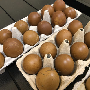 Did I Get Scammed Buying Hatching Eggs Promised to be Darker Color and Blue Plumage?