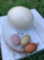 Ostrich Eating Egg