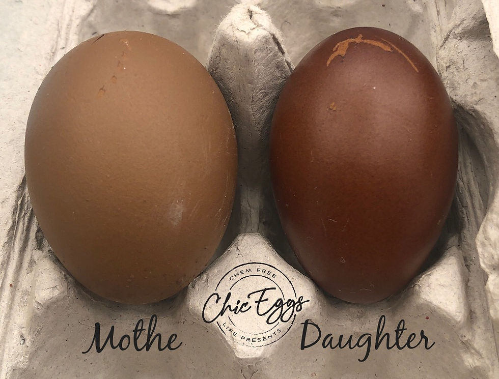 Thumbnail: BLOOMY Olive Egger (4th Generation) Chicks