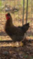 Thumbnail: Cream Legbar Hatching Eggs