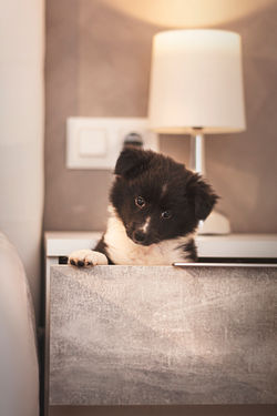 Azulian Evening Star