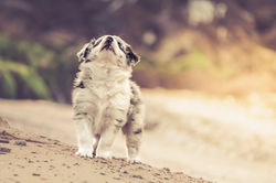 Azulian Defying the Wind