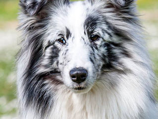 Yupi - Azulian Alegria Magical Feeling