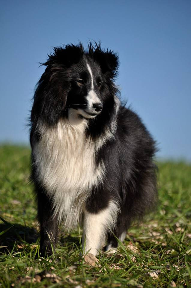 Azulian Atomic Twinkle Star - Kiwi