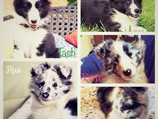 ¡¡3 meses!! (A-Litter)