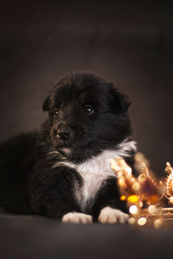 Azulian Eye of the Tiger