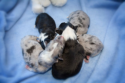 Camada de Shetland Sheepdogs de Azulian
