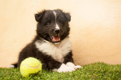 Azulian Catch Your Dreams