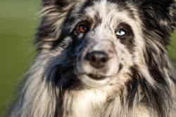 Azulian Counting Stars