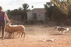 Azulian Alegria Magical Feeling