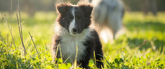 Cachorro de Shetland sheepdog bi black de Azulian