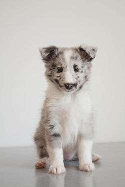 Azulian Cirque du Soleil