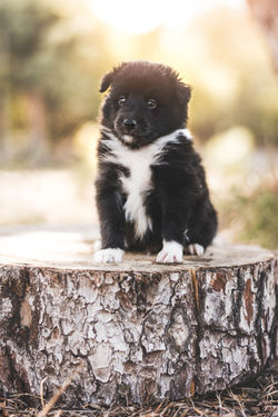 Azulian Eye of the Tiger