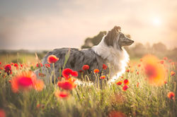 Azulian Cirque du Soleil - Pipa