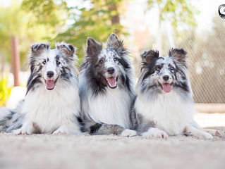 Visita a Sweet (Azulian Always First) y su familia <3