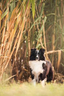 Azulian Bang Bang - Yeih