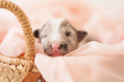 Azulian Cirque du Soleil