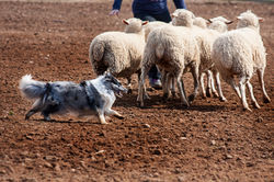 Driss Bleue du Grand Pré d'Ortignac
