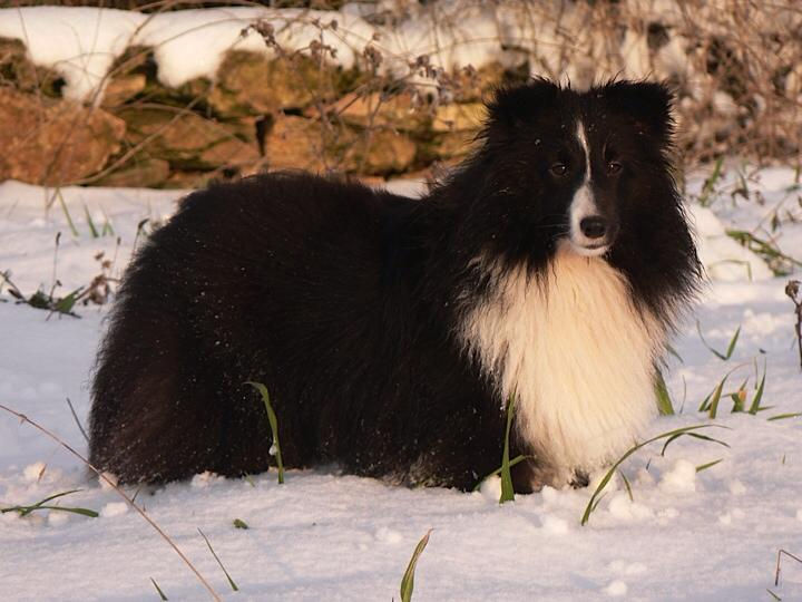 Azulian Atomic Twinkle Star - Kiwi