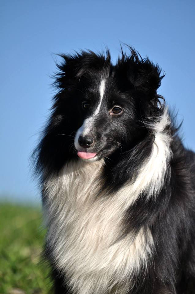 Azulian Atomic Twinkle Star - Kiwi