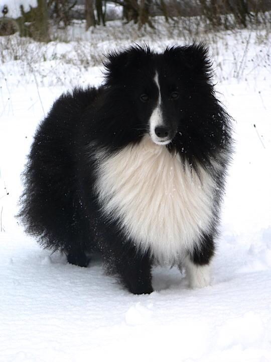 Azulian Atomic Twinkle Star - Kiwi