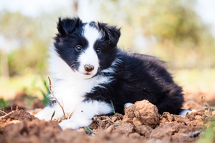 Cachorro biblack de shetland sheepdog de Azulian llamado Azulian All For You