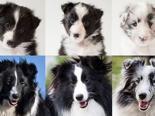 Happy 2ndBirthDay ALitter!!