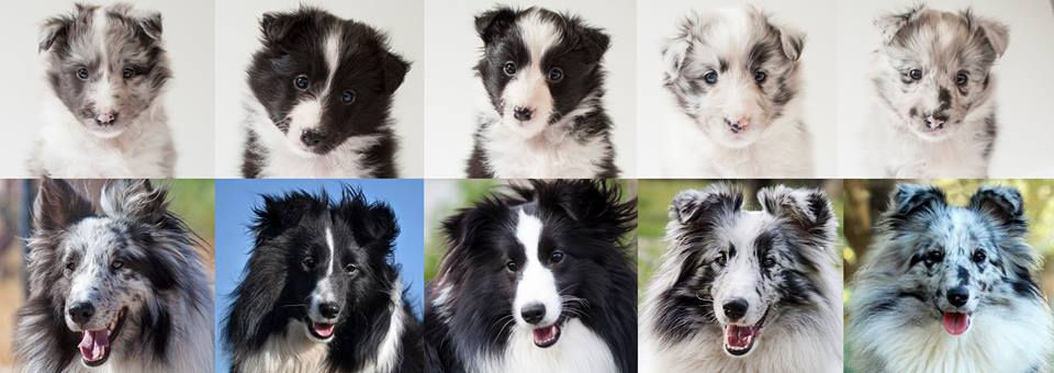 Azulian A litter before and after