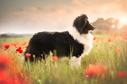 Azulian Bang Bang - Yeih