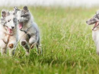 Ultimo día de juegos <3 (A-Litter)