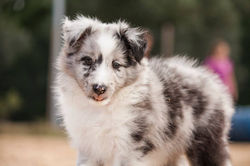 14708374_795292120573150_2168512584867191304_n