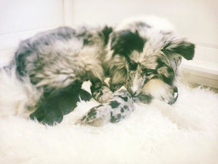 Nuestra camada B ya está aquí :)