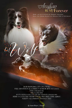 Azulian Be My Forever