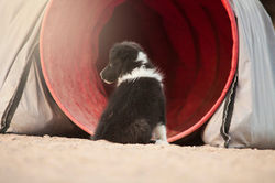 Azulian Catch a Danish Smile