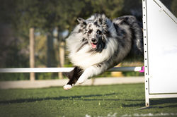 Azulian Counting Stars