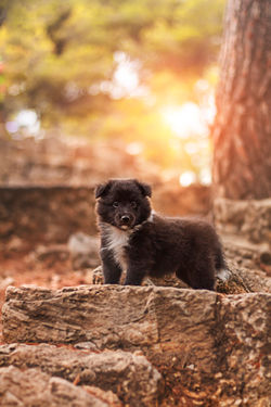 Azulian Eye of the Tiger