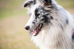 Azulian Alegria Magical Feeling